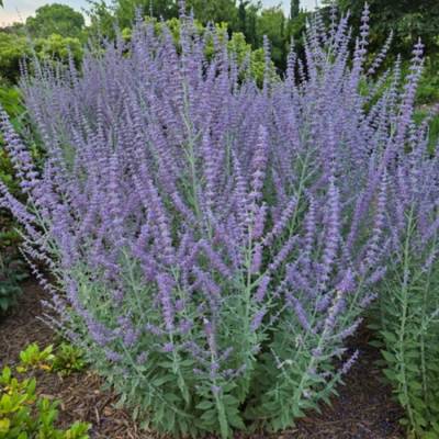 Перовския лебедолистная Прайм Тайм - Dolinasad.by