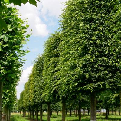 Граб обыкновенный, С3 Граб обыкновенный, С3 - Dolinasad.by