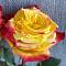 Роза Йеллоу Магия в горшке - Dolinasad.by