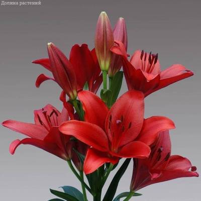 Лилия Динамикс - Dolinasad.by