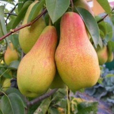 Купить грушу Талгарская/Зимняя по доступной цене с доставкой почтой в интернет-магазине плодовых деревьев