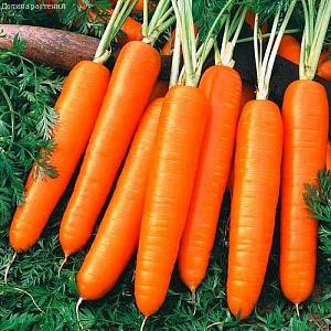 Морковь Мармеладная фото