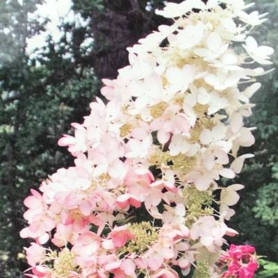 Гортензия метельчатая Ангел Блаш - Dolinasad.by