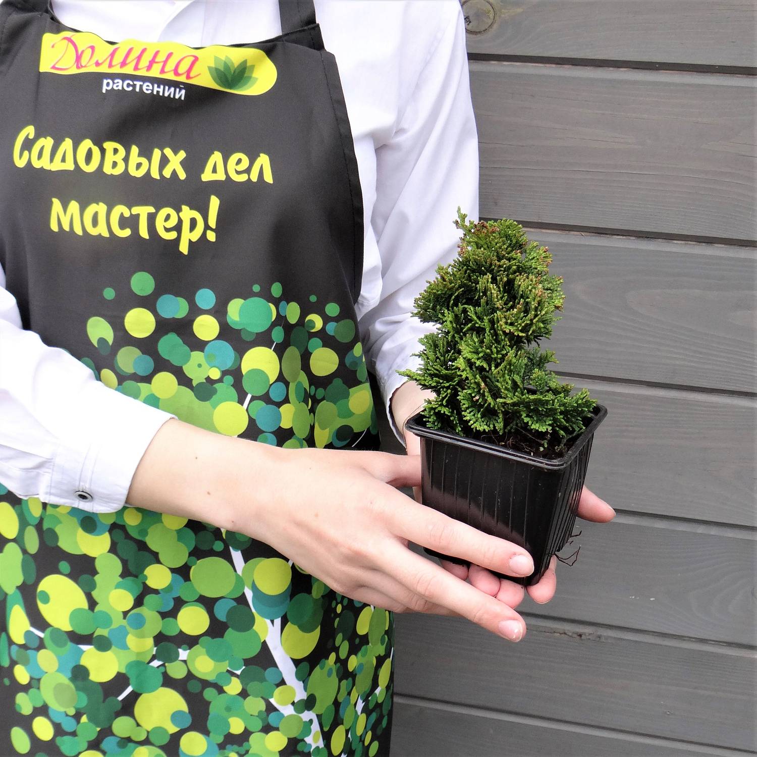 Кипарисовик туполистный Нана Грацилис, С3 - Dolinasad.by