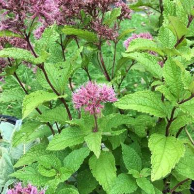 Посконник Литл Джо - Dolinasad.by