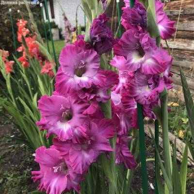 Гладиолус Наблус - Dolinasad.by