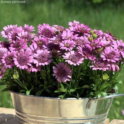 Остеоспермум 3Д Дип Пинк - Dolinasad.by