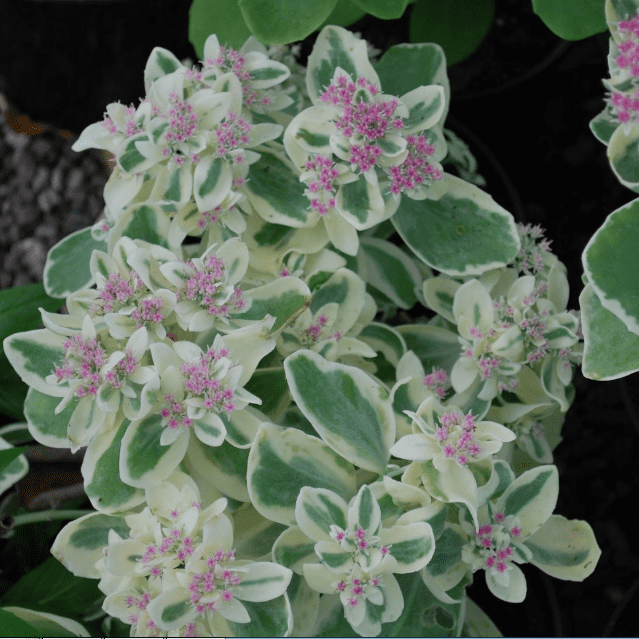 Седум гибридный Фрости Морн – неприхотливое долго цветущее многолетнее растение, вырастающее до 20-30 см в высоту. Надземная часть полностью отмирает на зиму. Сорт высоко декоративен весь сезон, неприхотлив, однако растет медленно. Куст компактный, густой