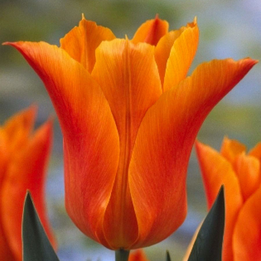 Тюльпан Баллад Оранж фото