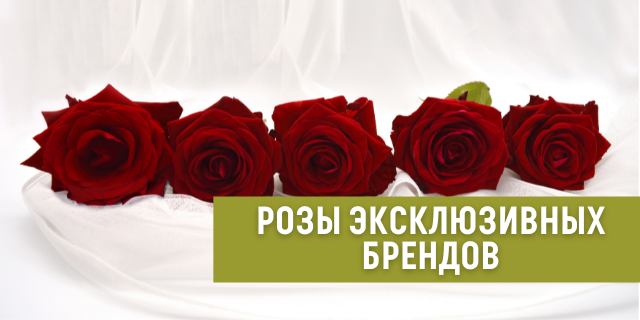 Розы эксклюзивных брендов - обзор сортов от Kordes, Tantau, Meilland, Ostin