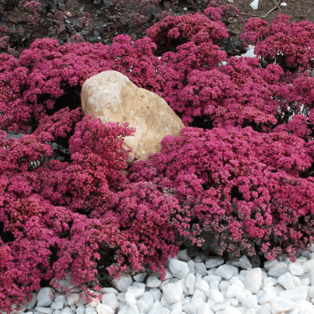 Седум скальный Руби Глоу – компактный многолетний кустарник, вырастающий в высоту до 30 см. Листочки довольно мелкие, имеют серо-зеленый цвет, густо размещаются по стеблям. Соцветия состоят из множества небольших красно-пурпурных цветочков. Семена растени