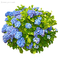 Декоративные Кустарники Декоративные Кустарники - Dolinasad.by