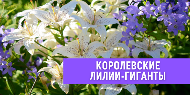 Королевские лилии-гиганты: обзор сортов и как выращивать