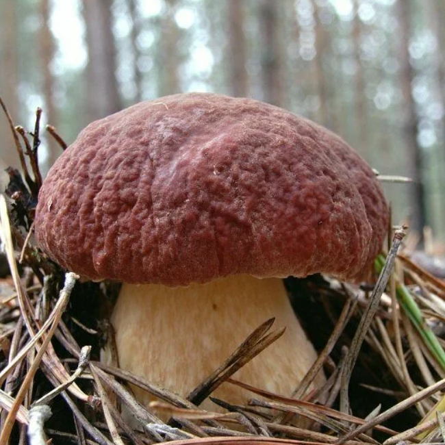 Белый гриб сосновый (на компосте) фото
