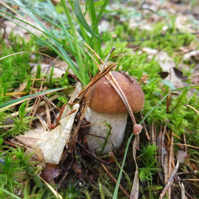 Белый гриб (на компосте) фото