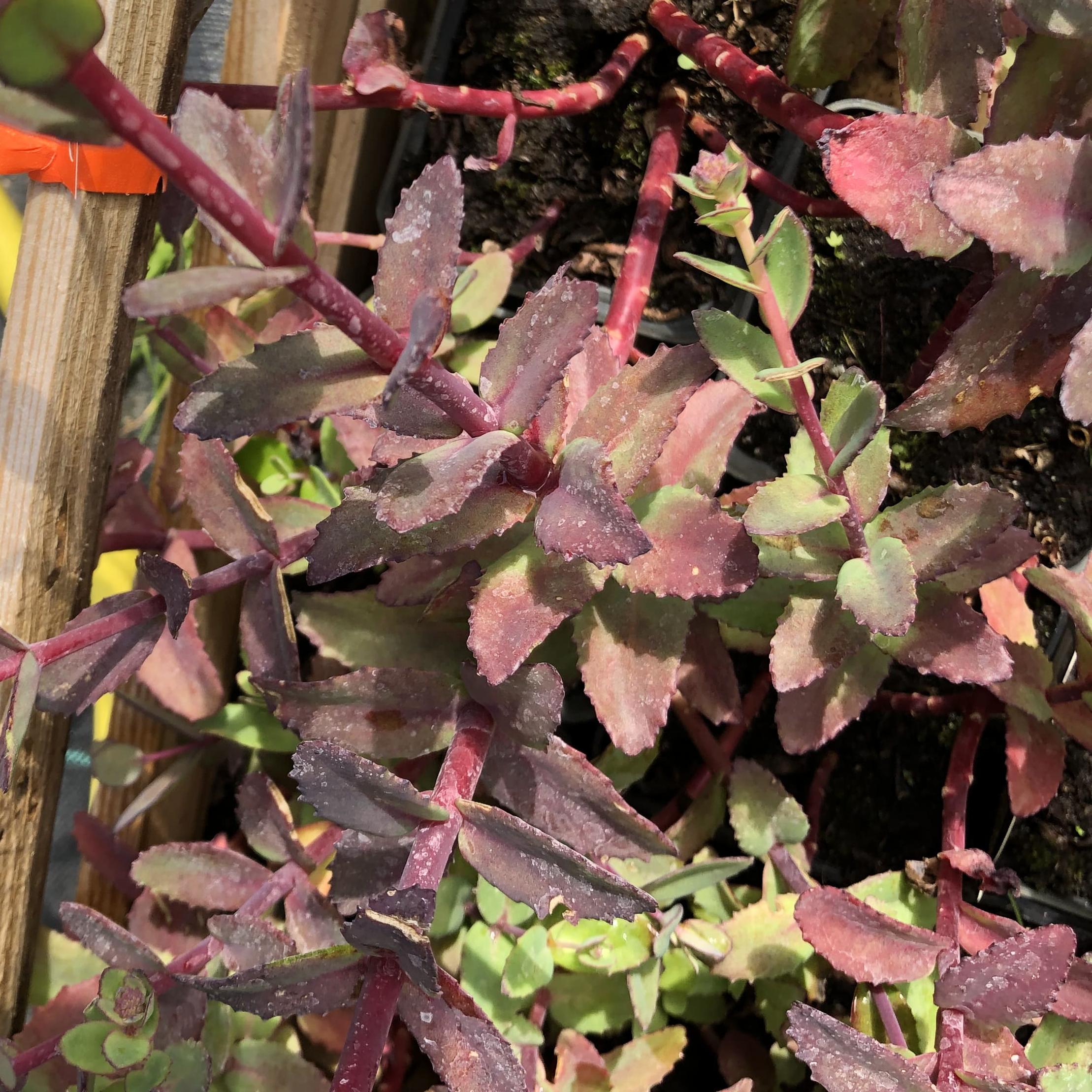 Седум телефиум Ред Каули – очень эффектный засухоустойчивый сорт, вырастающий до 20-30 см в высоту и до 30-40 см в ширину. Цветет с августа по сентябрь. Листья плотные, мясистые, бордово-коричневые, красиво контрастируют с ярко-красными щитковидными соцве