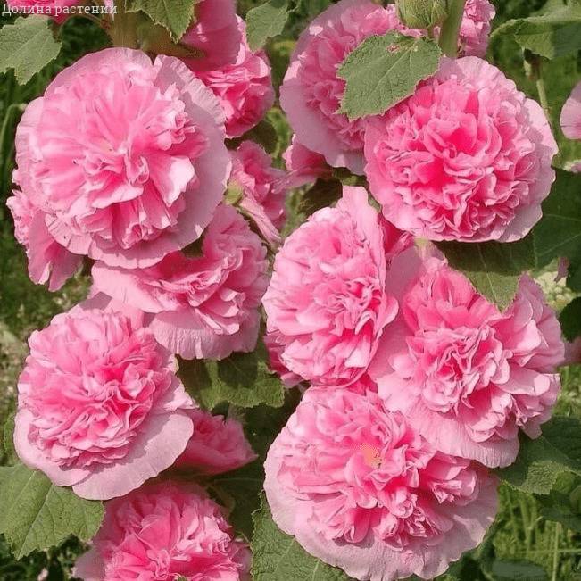 Шток-роза Розовая замша фото