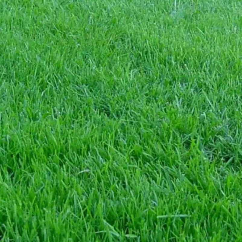 Газонная трава Смесь для спортивной площадки SPORT, 1 кг - Dolinasad.by
