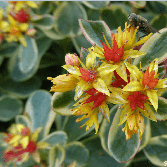 Седум камчатский Вариегатум – многолетнее растение высотой 15-30 см с приподнимающимися густооблиственными стеблями. Листья длиной до 7 см, продолговато-ланцетные или лопатчатые, пильчатые, зеленые с кремовыми пятнами и каймой. Цветки оранжево-желтые, соб