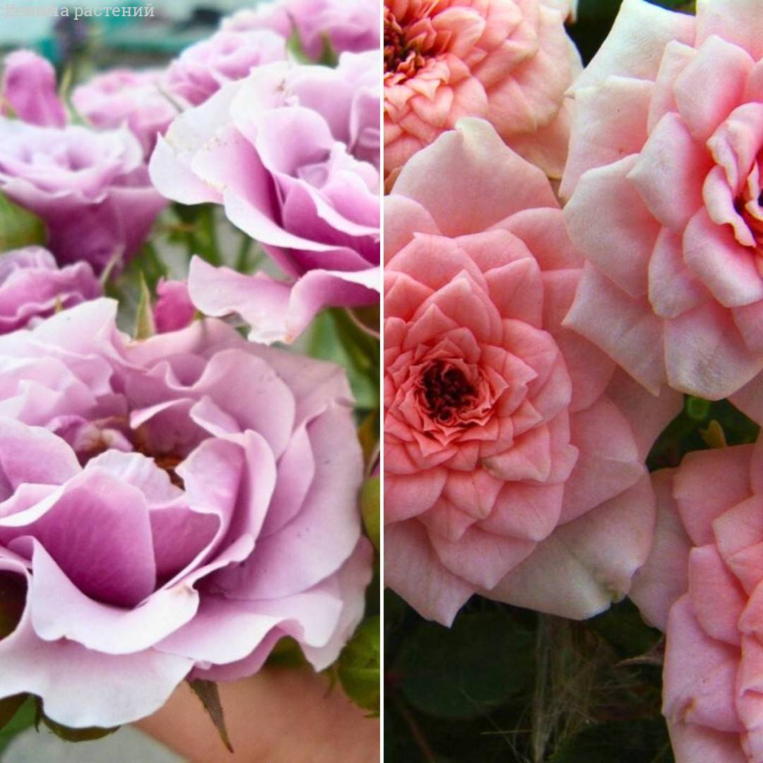 Комплект почвопокровных роз Розовое Облако - Dolinasad.by