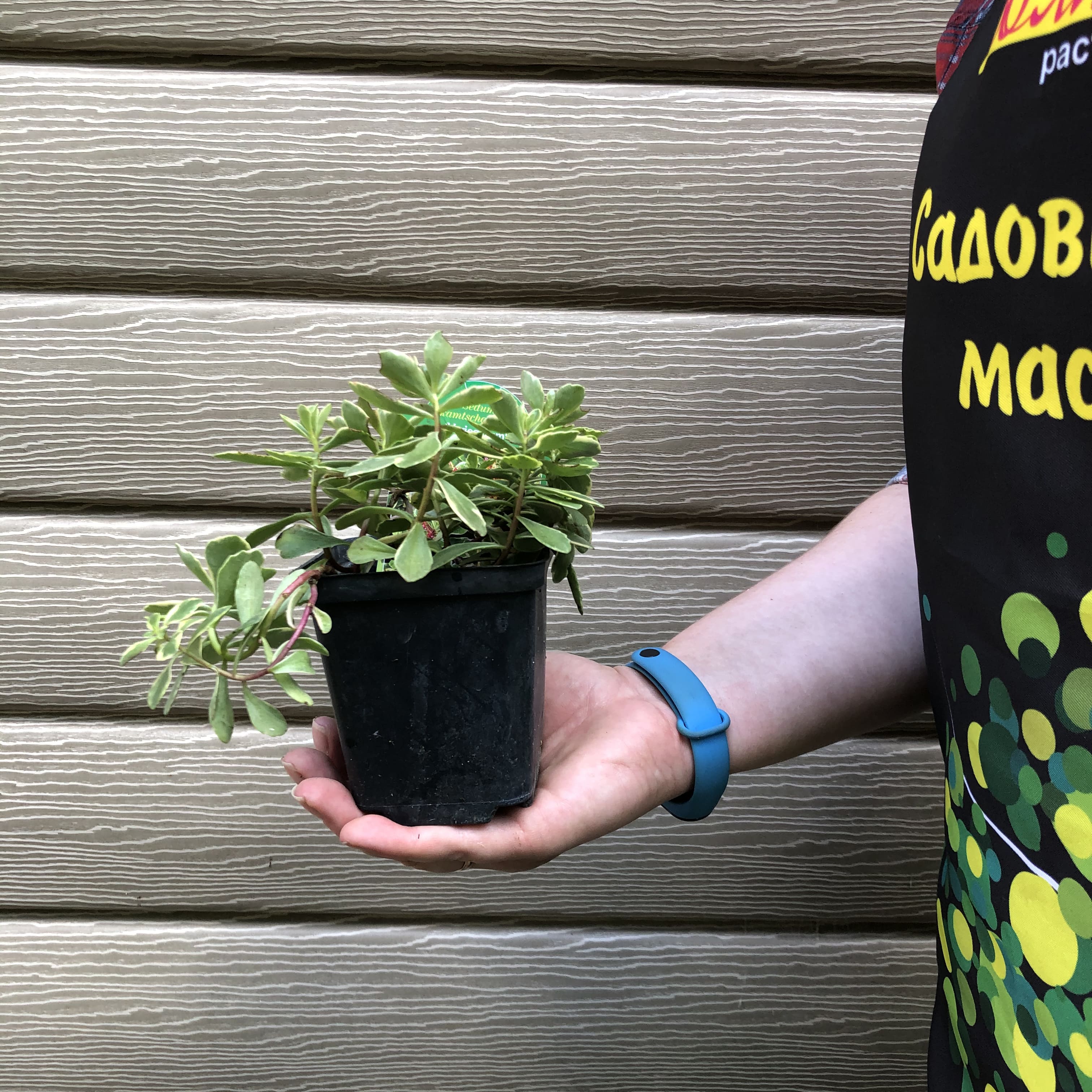 Седум камчатский Вариегатум – многолетнее растение высотой 15-30 см с приподнимающимися густооблиственными стеблями. Листья длиной до 7 см, продолговато-ланцетные или лопатчатые, пильчатые, зеленые с кремовыми пятнами и каймой. Цветки оранжево-желтые, соб