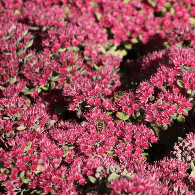 Седум скальный Руби Глоу – компактный многолетний кустарник, вырастающий в высоту до 30 см. Листочки довольно мелкие, имеют серо-зеленый цвет, густо размещаются по стеблям. Соцветия состоят из множества небольших красно-пурпурных цветочков. Семена растени
