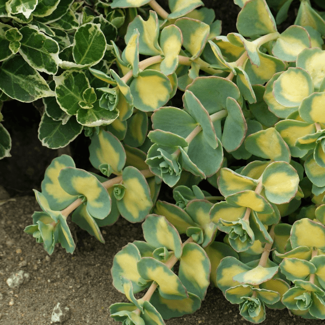 Седум Зибольда Вариегатум – многолетнее почвопокровное травянистое растение с мясистыми листьями и тонкими, лежачими стеблями. В высоту побеги поднимаются до 10-15 см. Длина свисающих стеблей может достигать 15-20 см. Листья голубовато-зеленые, с желтоват