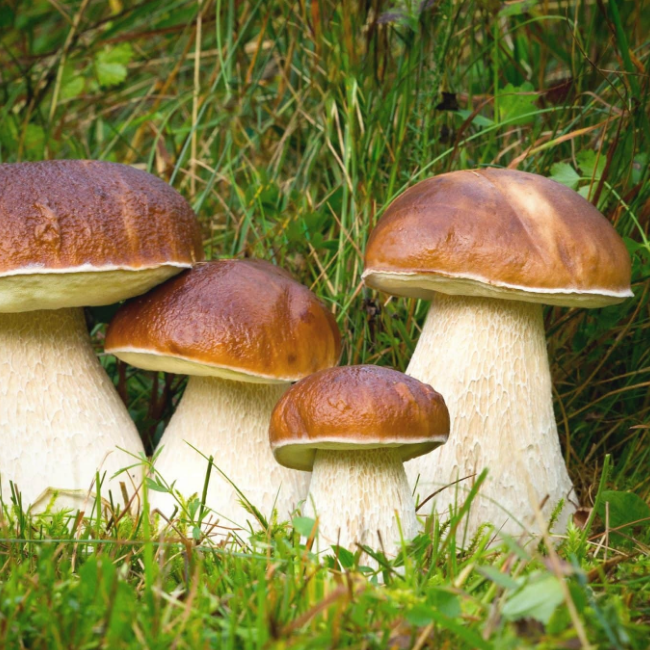 Белый гриб (на компосте) фото