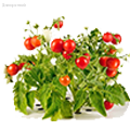 семена низкорослых томатов - Dolinasad.by