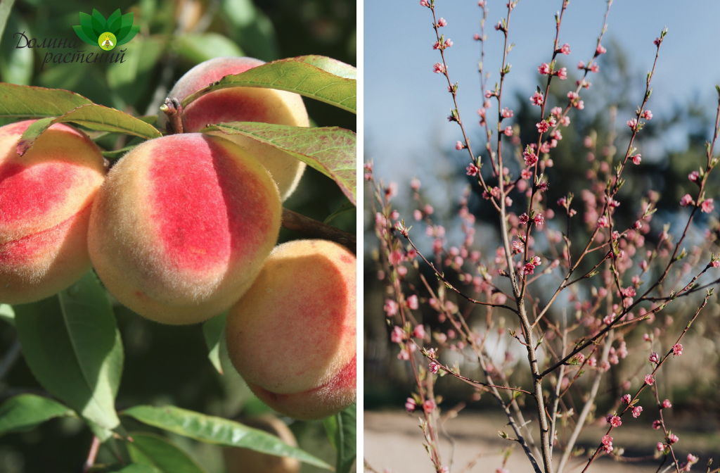 Посадка персика: как выбрать саженец и посадить персик