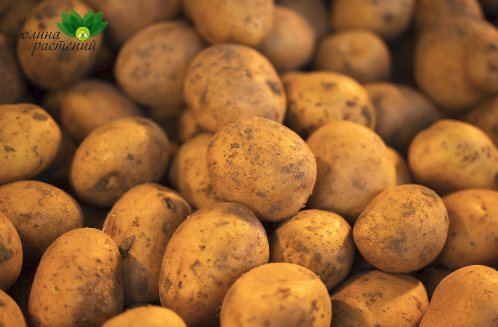 Когда высаживать семенной картофель